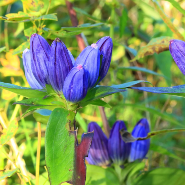 Bottle Gentian plant