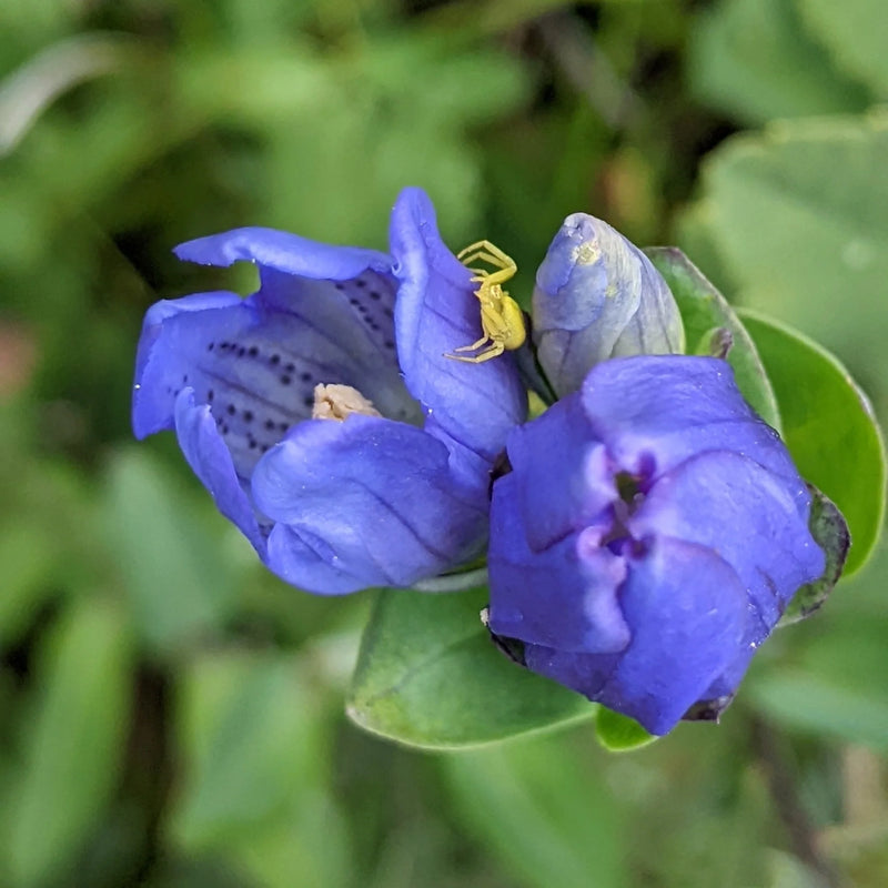 Blue Gentiana Sceptrum Flower Seeds for Planting – Heirloom Non-GMO Garden Seeds