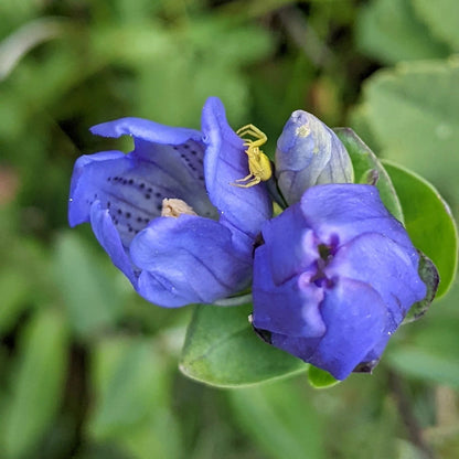 Blue Gentiana Sceptrum Flower Seeds for Planting – Heirloom Non-GMO Garden Seeds