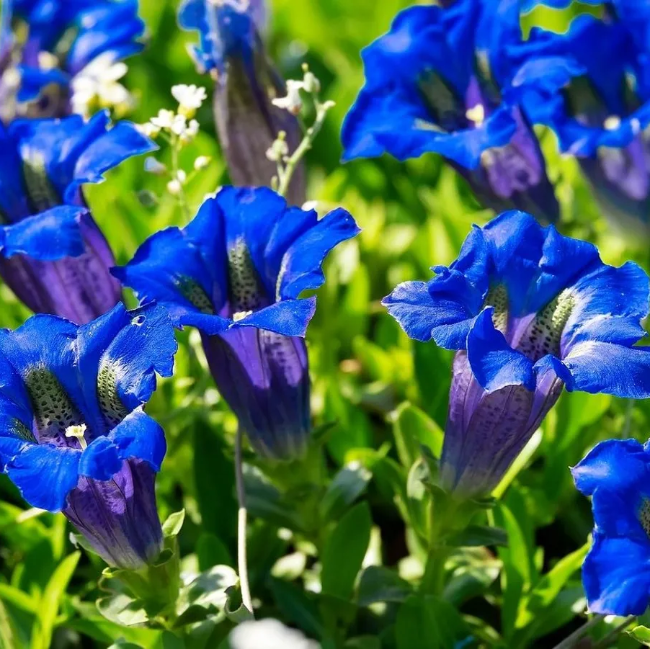 Scabra Gentiana plant