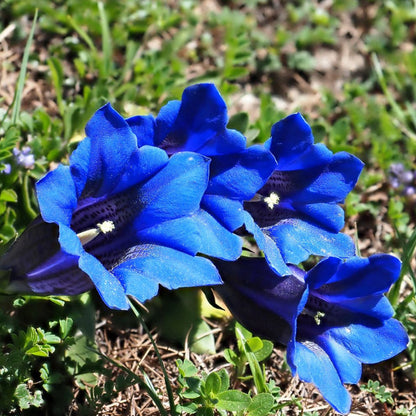 Scabra Gentiana plant