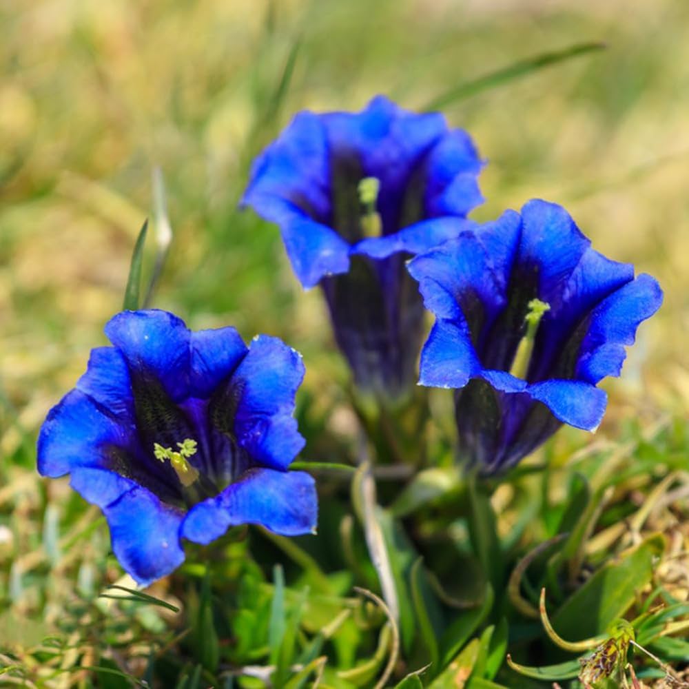 Scabra Gentiana plant