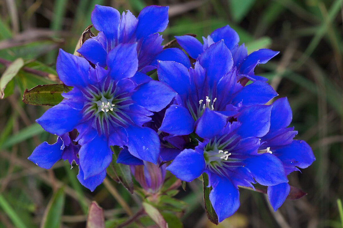 Gentiana Puberulenta flower seeds