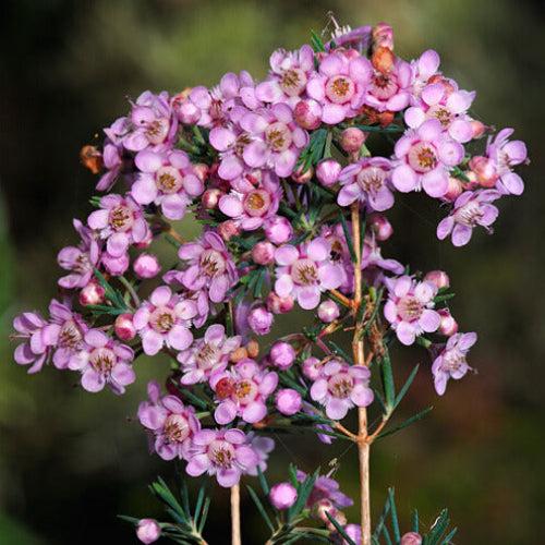 Geraldton Wax plant