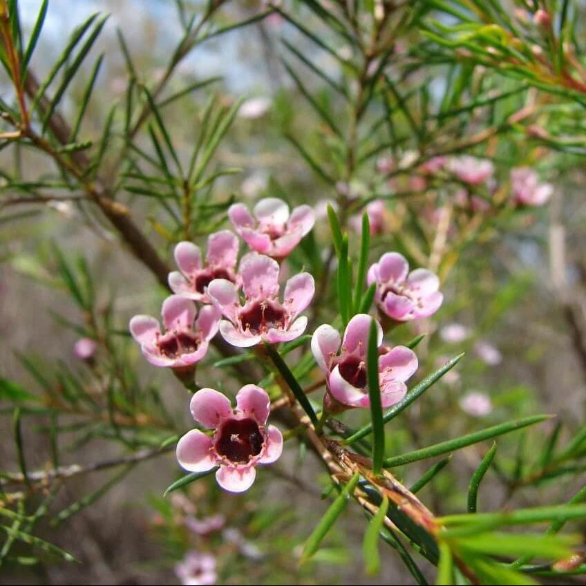 Geraldton Wax plant