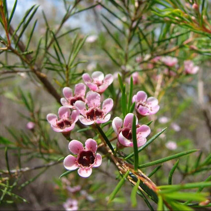 Geraldton Wax plant