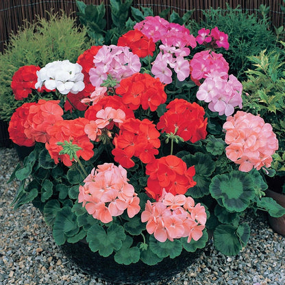 Mixed Geranium Flower Seeds for Planting – Heirloom Non-GMO Garden Seeds