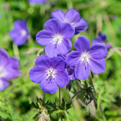 Blue Climbing flower seeds
