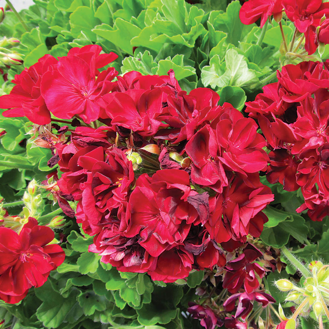 Burgundy Geranium flower seeds