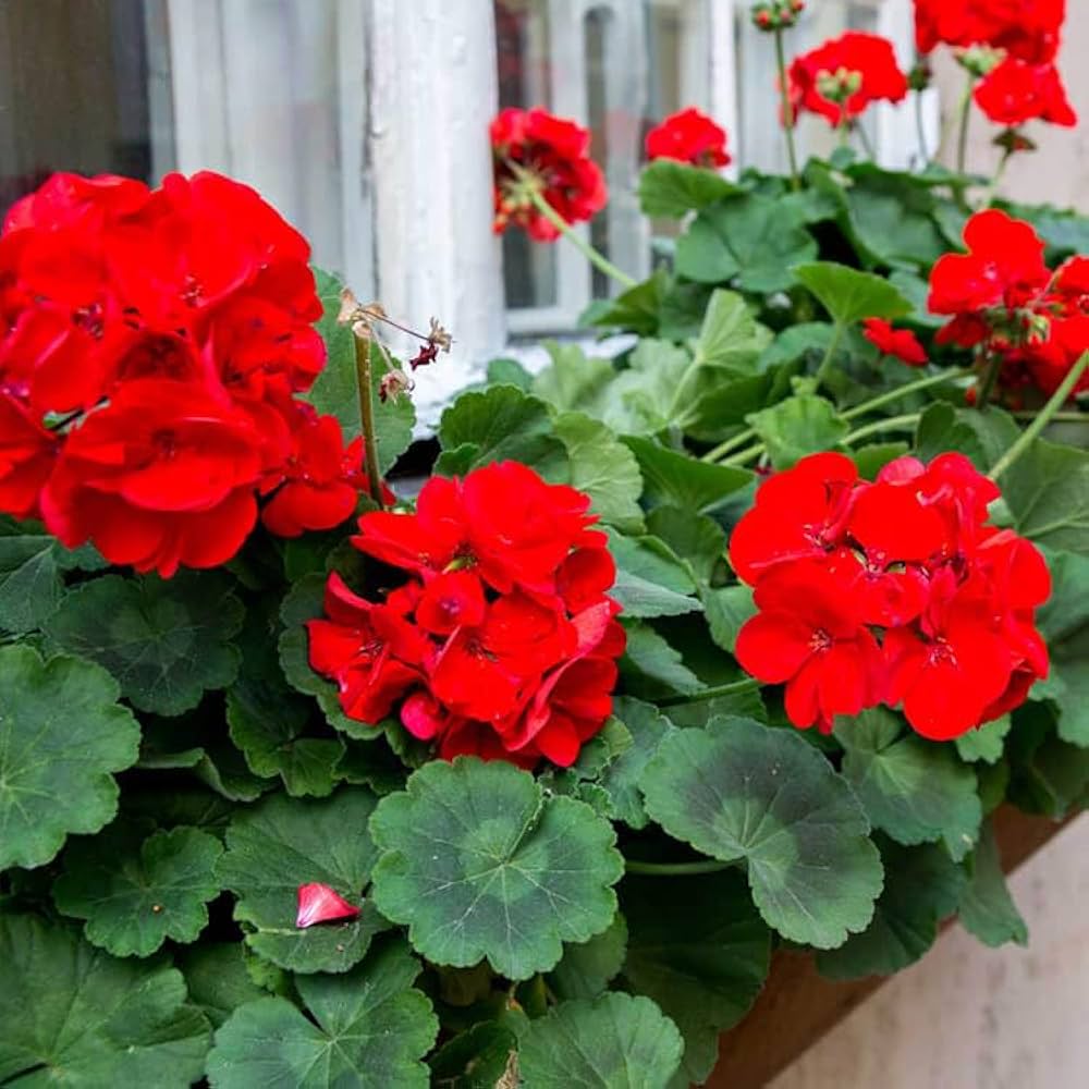 Red White flower seeds