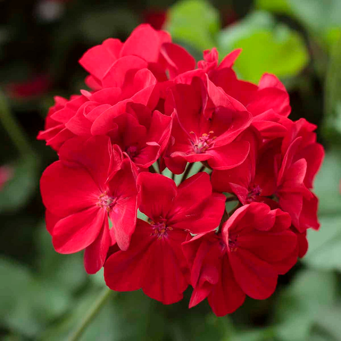 Dark Red flower seeds