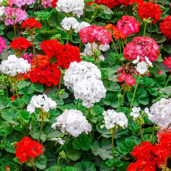 Pelargonium flower seeds