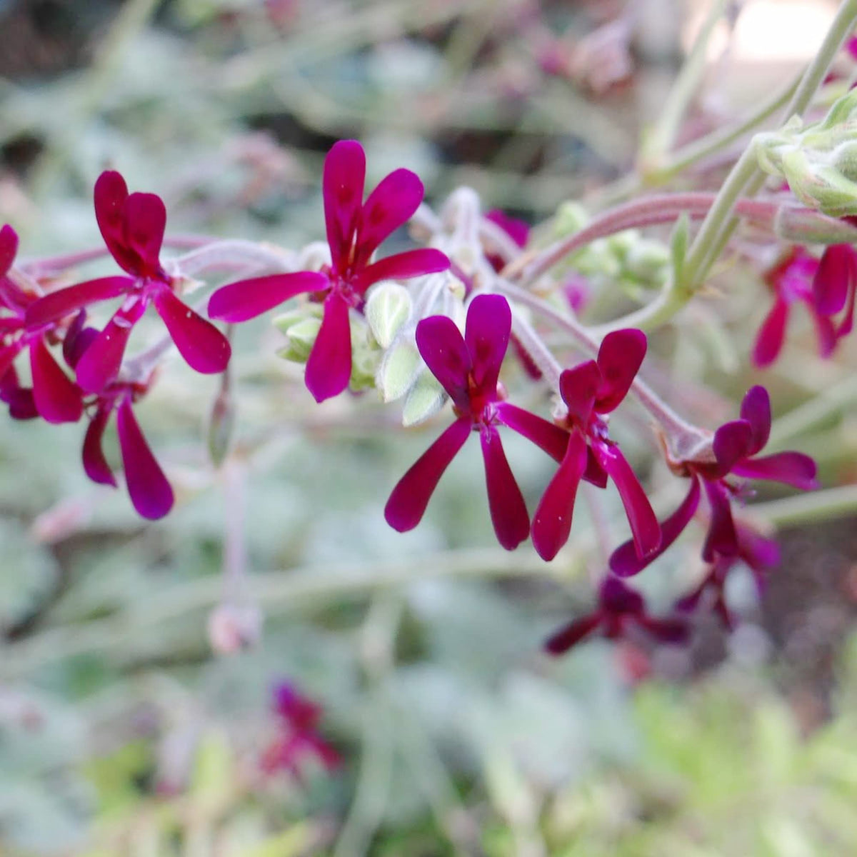 African Geranium plant