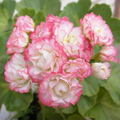 Light Pink Geranium plant