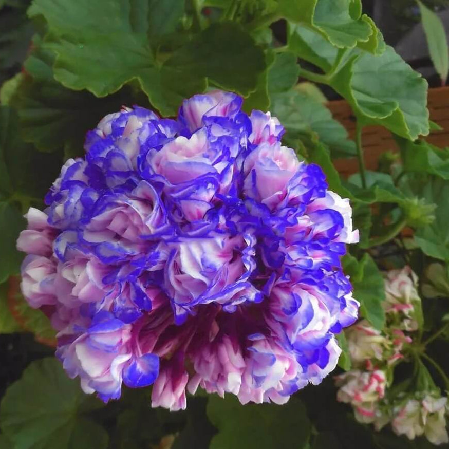 Light Pink Geranium plant