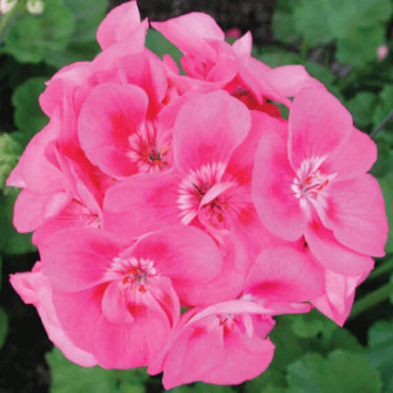 Pelargonium Rose Geranium plant