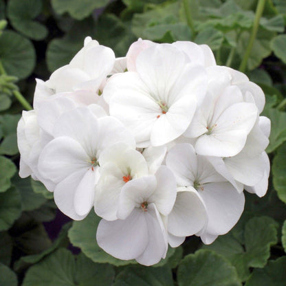 White Pelargonium flower seeds