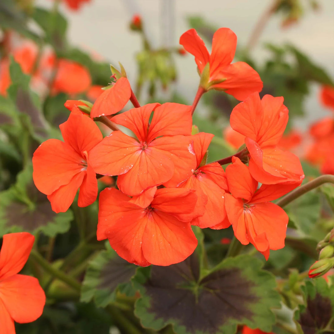 Orange Climbing flower seeds