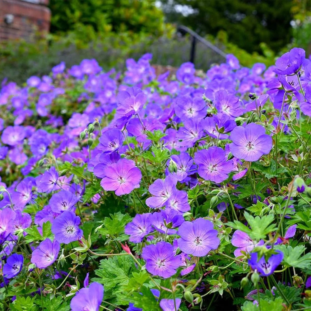 Blue Geranium plant