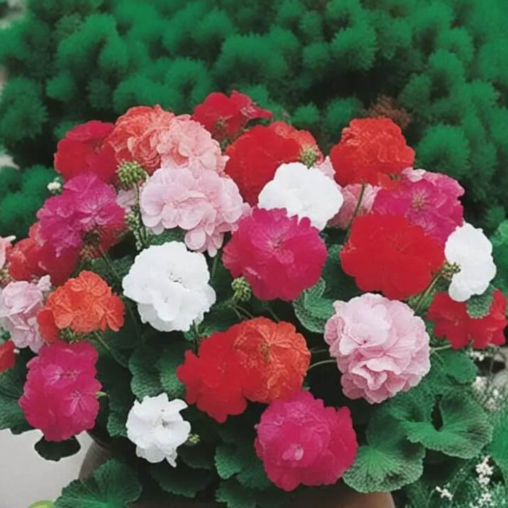 Climbing Mixed Geranium plant