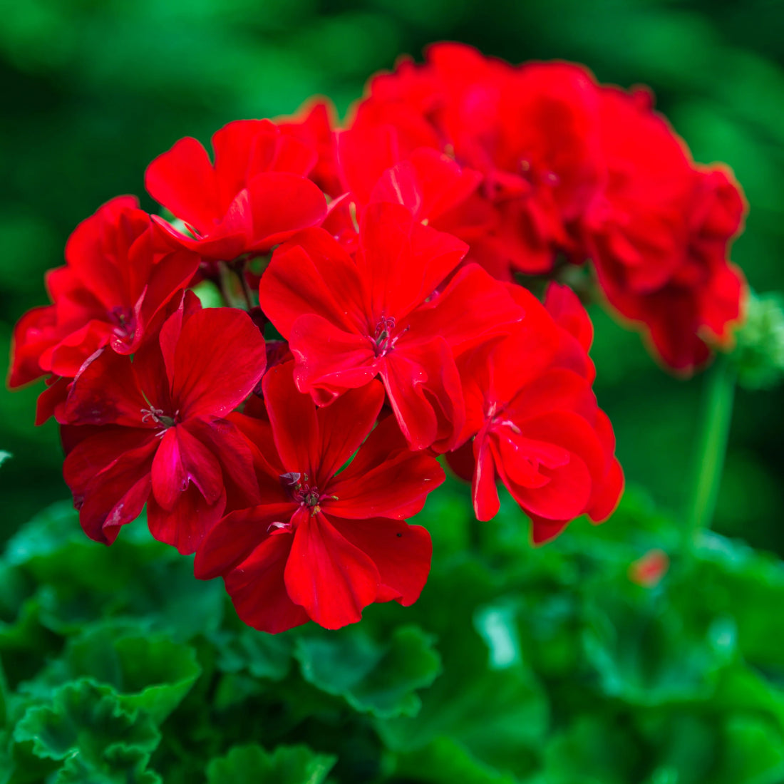 Maverick Scarlet flower seeds