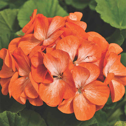 Orange Geranium plant