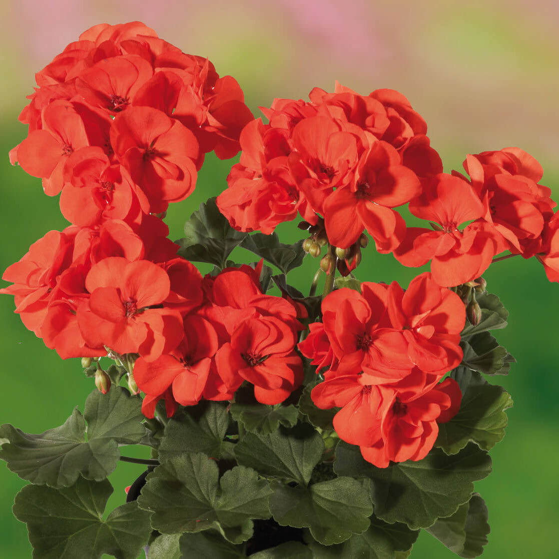 Orange Geranium plant