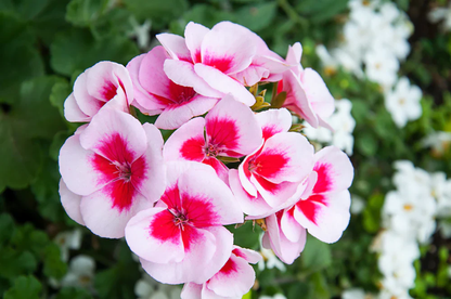 Pink White Geranium plant