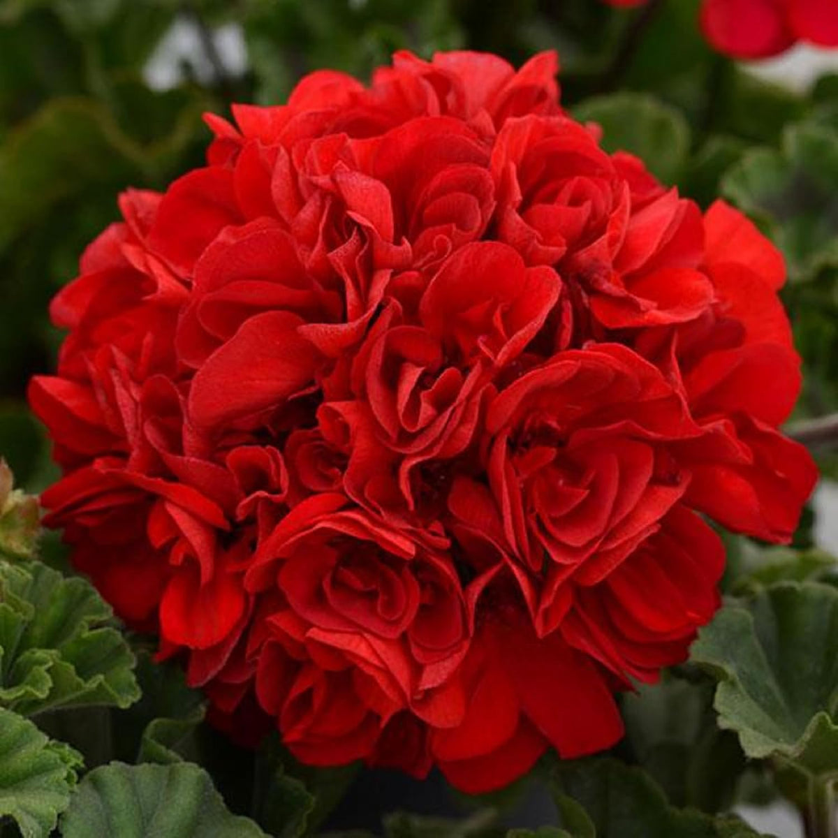 Geranium plant