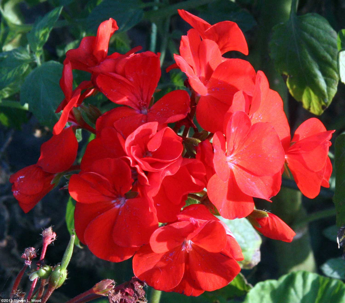 Geranium plant