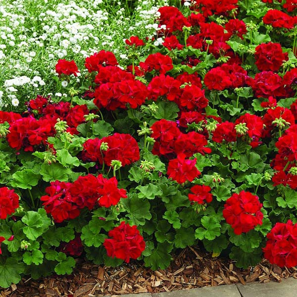 Geraniums Red flower seeds