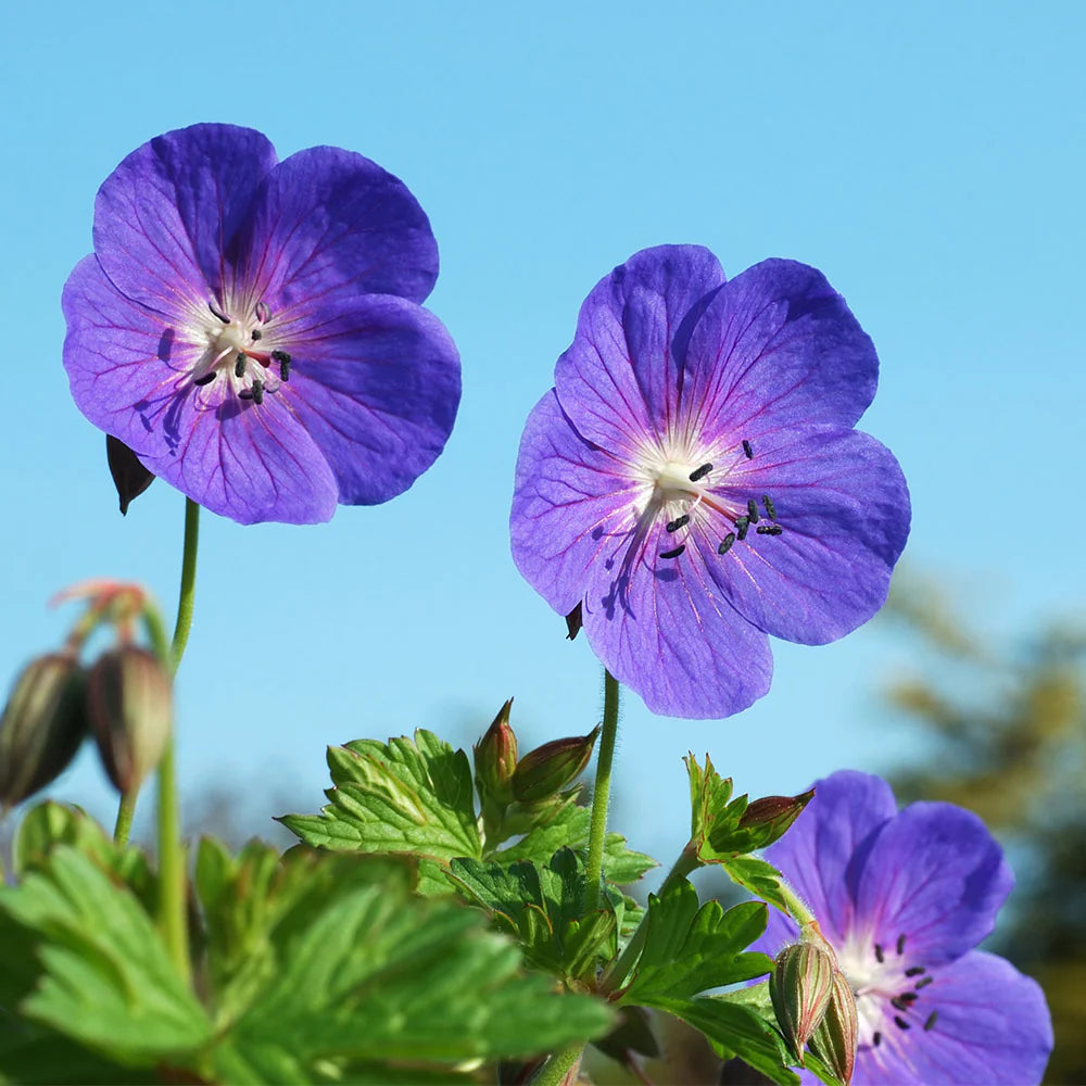 Sky Blue flower seeds