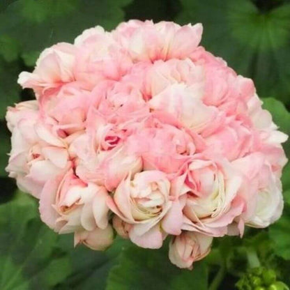 Light Pink Geranium plant