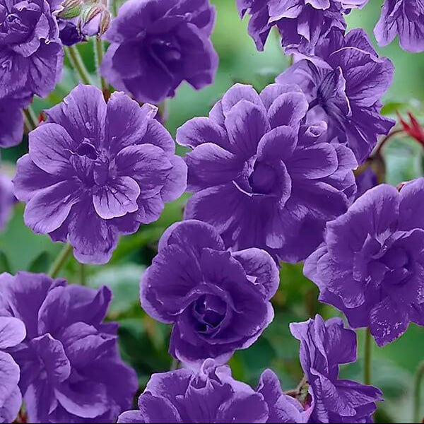 Blue Univalve Geranium plant