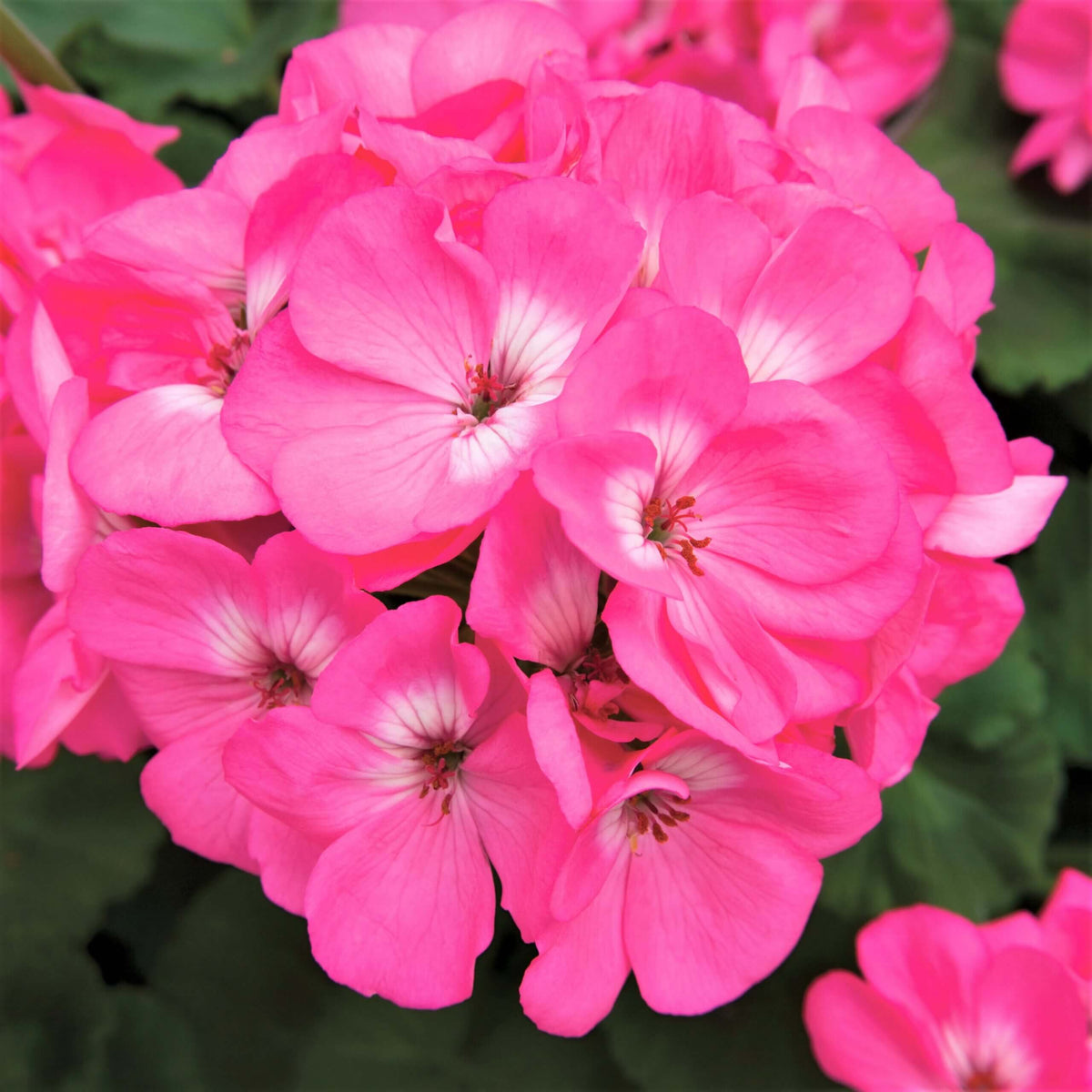 Pelargonium Rose Geranium plant