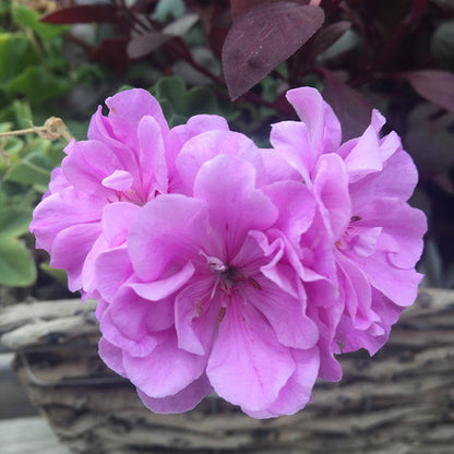 Purple Univalve Geranium plant