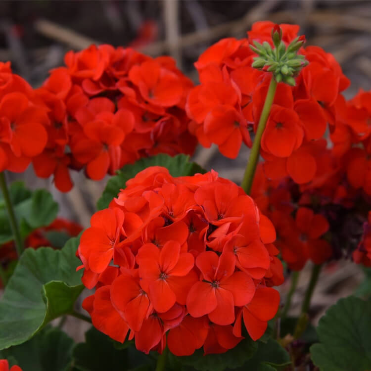 Orange Red Geranium plant