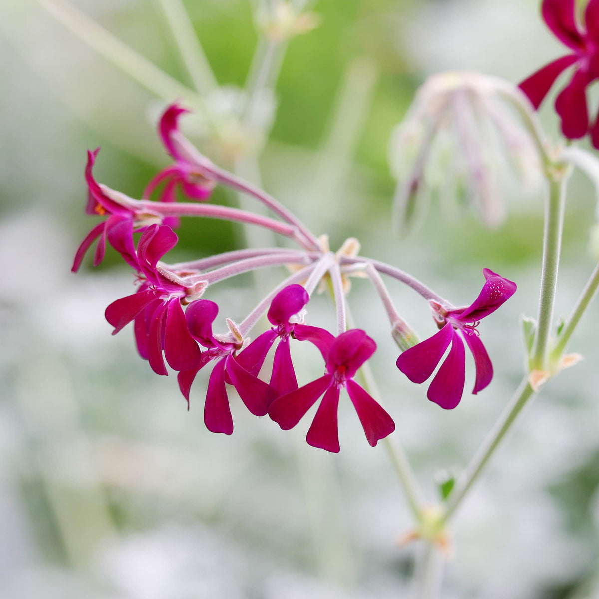 African Geranium plant