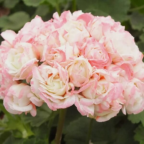 Light Pink Geranium plant