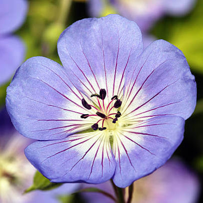 Blue Flores Geranium plant