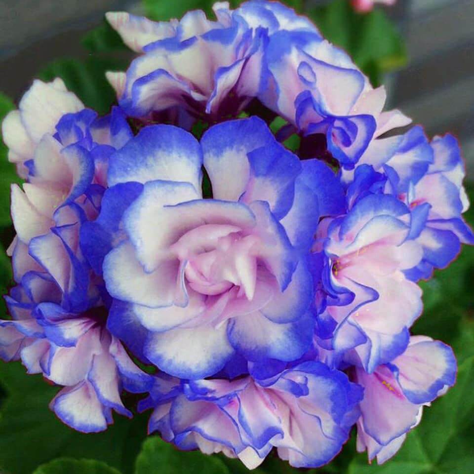 Light Pink Geranium plant