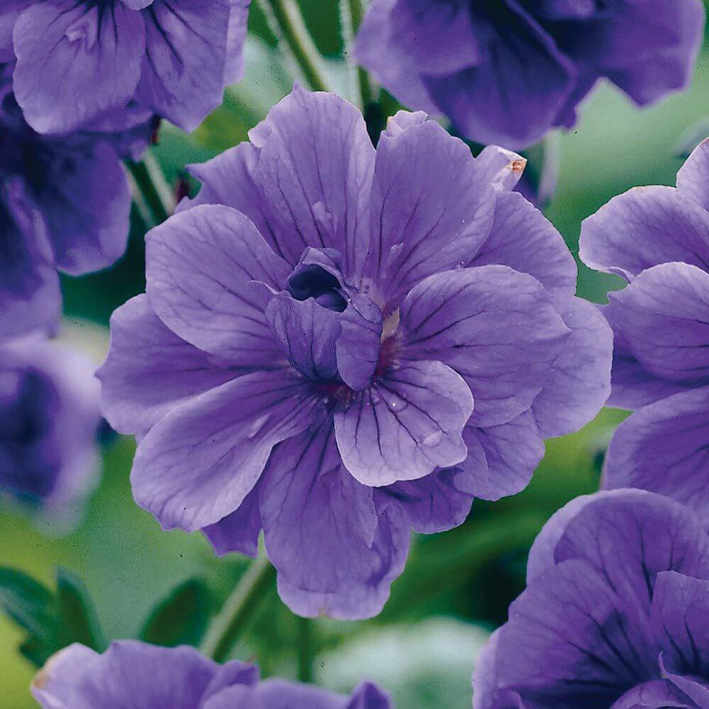 Blue Univalve Geranium plant