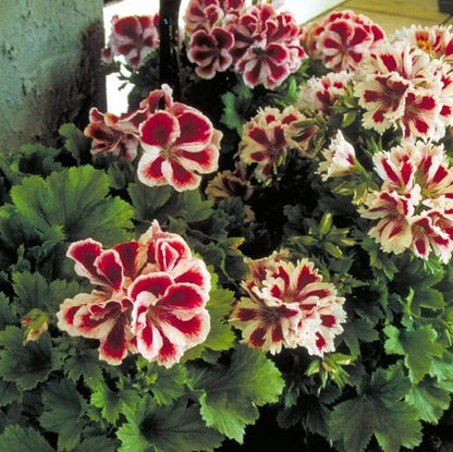 & Purple Geranium plant