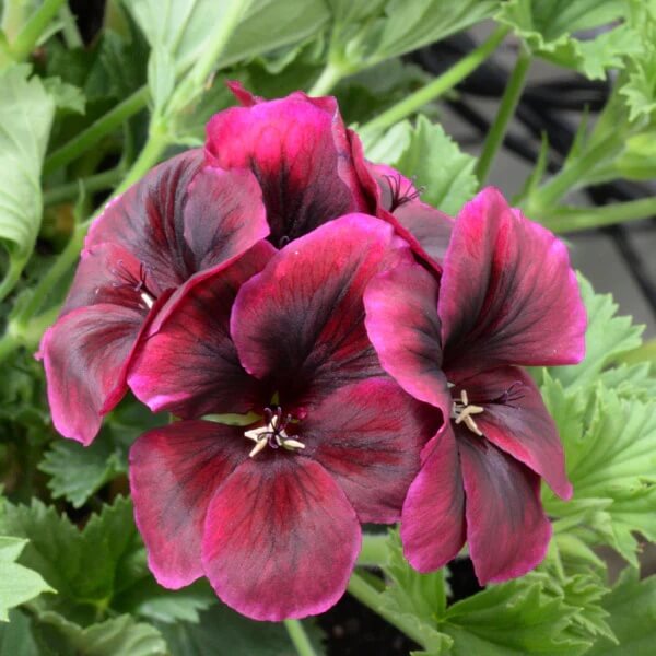 Chocolate Geranium plant