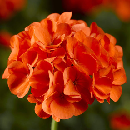 Orange Maverick Geranium plant