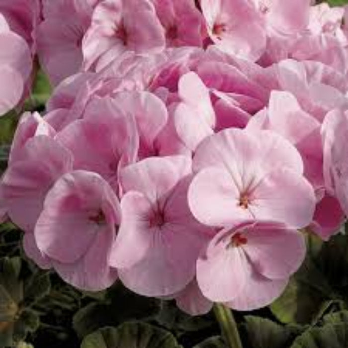 Pale Pink Geranium plant
