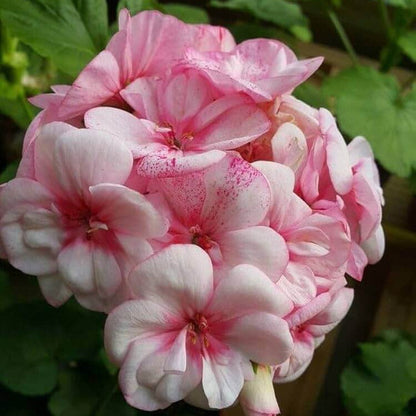 Pale Pink Geranium plant