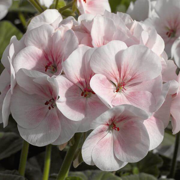 Pale Pink Geranium plant