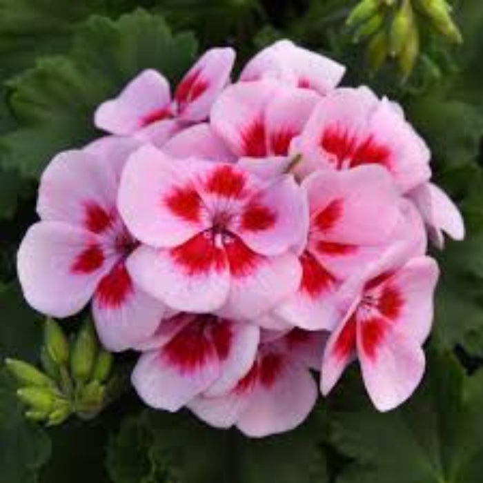 & Red Geranium plant