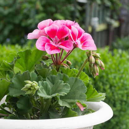 & Red Geranium plant